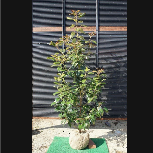 ガーデニング 植木 花木 ロドレイア（シャクナゲモドキ） 樹高1.5m前後 露地苗 シンボルツリー 常緑樹