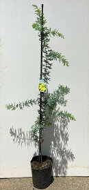 ミモザアカシア 樹高1.5m前後 21cm（7号鉢）ポット苗 シンボルツリー 常緑樹