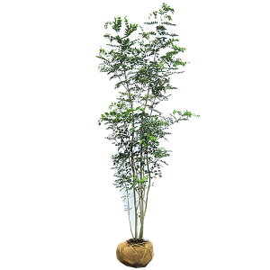 シマトネリコ シンボルツリー 盆栽 植木の人気商品 通販 価格比較 価格 Com