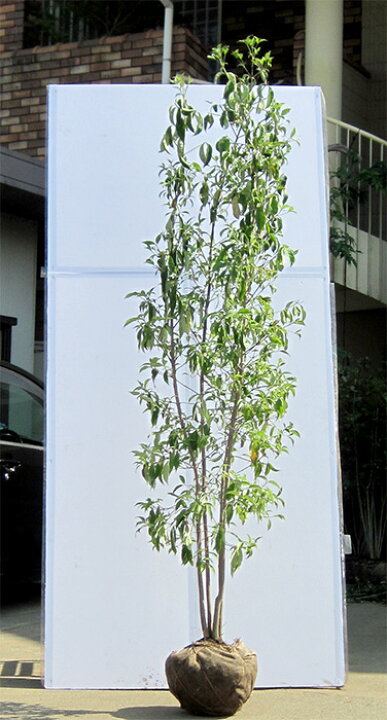 楽天市場】【大型商品】常緑ヤマボウシ/ヒマラヤ 株立 樹高2.5m前後 