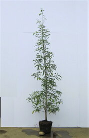 シラカシ（白樫） 単木 樹高2.0m前後 露地苗 シンボルツリー 常緑樹