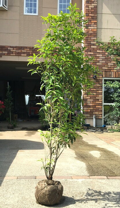 楽天市場】キンモクセイ（金木犀） 樹高1.5m前後 露地苗【剪定サービス 