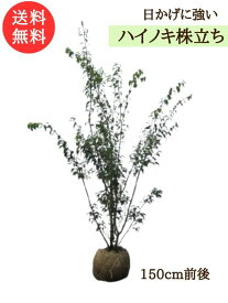 ハイノキ 樹高1.5m前後 露地苗 【剪定サービス＆支柱付き】シンボルツリー 常緑樹