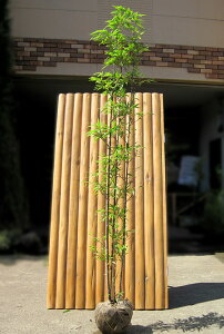 竹（タケ）/クロチク（黒竹） 株立 樹高2.0m前後 露地苗 シンボルツリー 常緑樹
