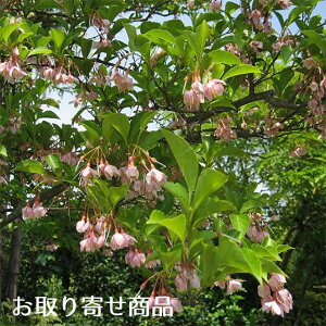 エゴノキ ピンク 盆栽 植木の人気商品 通販 価格比較 価格 Com