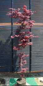 モミジ（紅葉）/ノムラモミジ（野村紅葉） 単木 樹高1.5m前後 露地苗 シンボルツリー 落葉樹