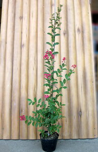 サルスベリ 苗 盆栽 植木の人気商品 通販 価格比較 価格 Com