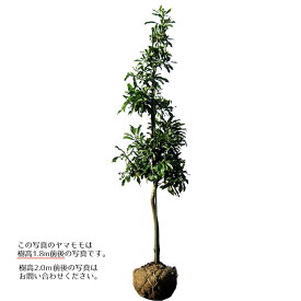 楽天市場 常緑樹 種類 植物 モモ の通販