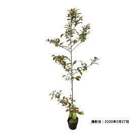 サカキ（榊）/ホンサカキ（本榊） 樹高1.0m前後 ポット苗 シンボルツリー 常緑樹