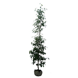 榊 盆栽 植木の人気商品 通販 価格比較 価格 Com 榊 盆栽 植木の人気商品 通販 価格比較 価格 Com