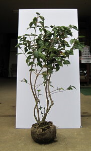 nNT{NiR؁j 1.5mO Inc V{c[ Ύ