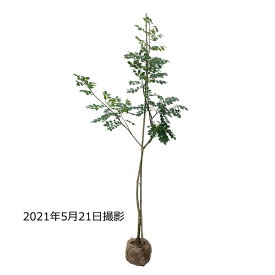 【大型商品】イヌエンジュ（犬槐） 単木 樹高2.5m前後 露地苗 シンボルツリー 落葉樹