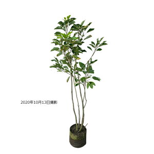 植木 盆栽 カクレミノの人気商品 通販 価格比較 価格 Com 植木 盆栽 カクレミノの人気商品 通販 価格比較 価格 Com