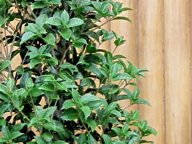 ヒイラギモクセイ（柊木犀） 樹高0.6m前後 ポット苗 シンボルツリー 常緑樹