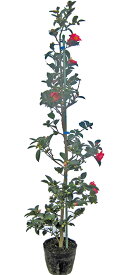 サザンカ（山茶花）/タチカン（立寒） 樹高1.2m前後 ポット苗 シンボルツリー 常緑樹