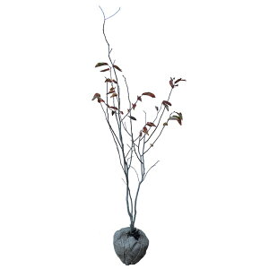 VLi؁j 1.8mO Inc V{c[ Inc