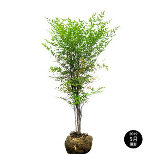 植木 盆栽 赤南天の人気商品 通販 価格比較 価格 Com 植木 盆栽 赤南天の人気商品 通販 価格比較 価格 Com