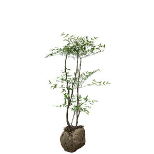 VieiVj 1.2mO Inc  Ύ