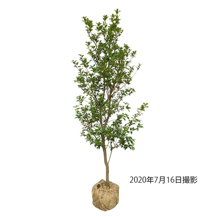 【質感】ヒイラギモクセイ（柊木犀） 樹高2.0m前後 露地苗 シンボルツリー 常緑樹