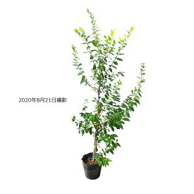 楽天市場 ギンバイカ 植木 ガーデニング 農業 花 ガーデン Diyの通販