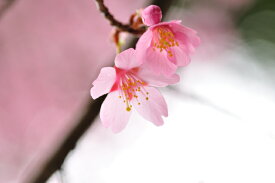 桜（サクラ）/フジザクラ（富士桜） 樹高1.8m前後 露地苗 シンボルツリー 落葉樹
