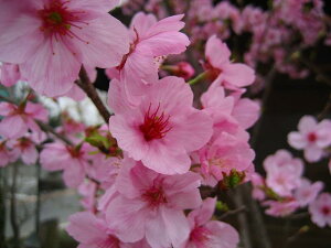 桜（サクラ）/ヨウコウザクラ（陽光桜） 樹高1.5m前後 露地苗 シンボルツリー 落葉樹