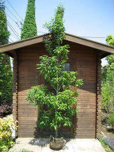 y^izAJVie~j P 2.5mO Inc V{c[ Ύ