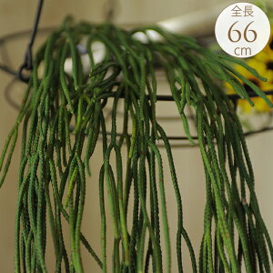 tFCNO[ nMO Ǌ| ~NubV nK[ 66cm  CeA  fBXvC      rO  t[AWg lH ϗtA t