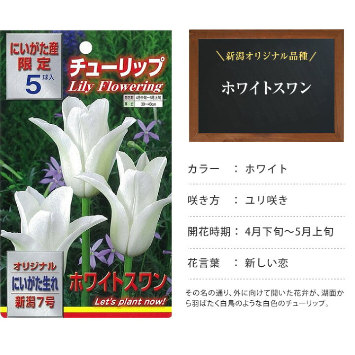 チューリップ 球根 新潟７号 ５球入 ホワイトスワン