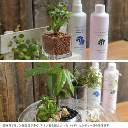 楽天市場 ハイドロカルチャー用 栄養剤 300ml 肥料 植物 育成 元気に 育てる 花 木 水耕栽培 栄養 根腐れ 防止 おすすめ ガーデン用品屋さん