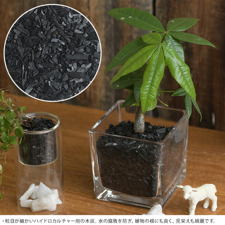 楽天市場 ハイドロカルチャー 木炭 0 5l 水耕栽培 ブラック スミ 殺菌効果 根腐れ防止 室内 インテリア 黒 消臭効果 ガーデン用品屋さん