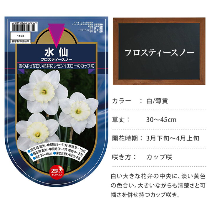 楽天市場 水仙 球根 フロスティースノー 2球セット 秋植え 球根 栽培 花壇 趣味 園芸 ガーデニング 庭 花 植物 ガーデン用品屋さん 楽天市場 水仙 球根 フロスティースノー 2球セット 秋植え 球根 栽培 花壇 趣味 園芸 ガーデニング 庭 花 植物 ガーデン用品屋さん