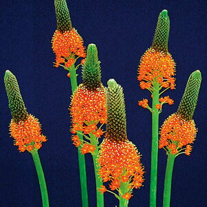 秋 花 植えの人気商品 通販 価格比較 価格 Com 秋 花 植えの人気商品 通販 価格比較 価格 Com