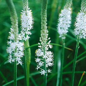 楽天市場 多年草 秋植え 花の通販