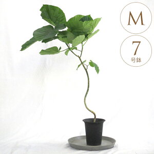 ϗtA Ex[^ M 7 A 5 CeA   O  A  rO O[  t   Mtg v[g IXX yz