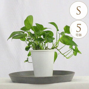 ϗtA |gX S 5 A 5 CeA  rO O x_ A Ă₷ N   O[  t   Mtg v[g yz