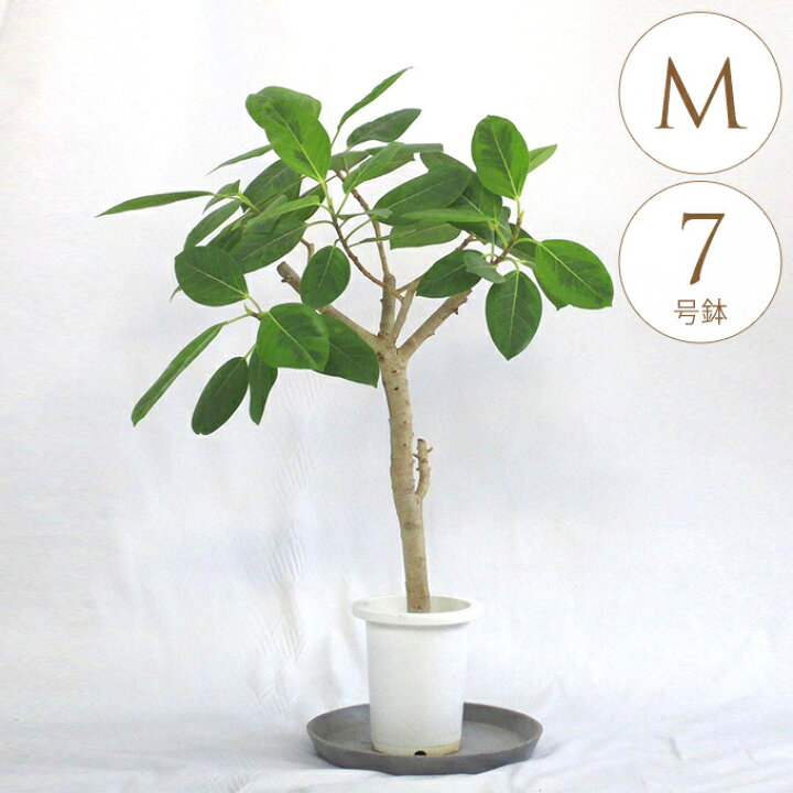楽天市場】観葉植物 アルテシマ M 7号鉢 植物 7号 フィカス 