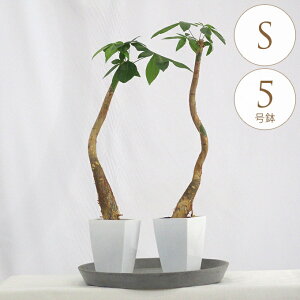 ϗtA pL S 5 A 5 CeA  rO O x_ A  eX ItBX lC Ă₷   O[  t   Mtg v[g y