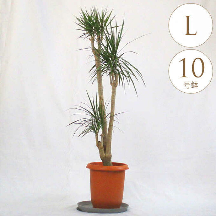 楽天市場】観葉植物 ドラセナ コンシンネ L 10号鉢 植物 10号 