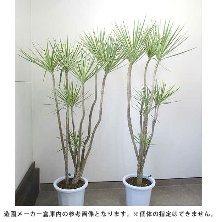 楽天市場】観葉植物 ドラセナ コンシンネ L 10号鉢 植物 10号 