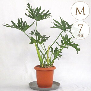 ϗtA tBfh Z[ M 7 A 7 CeA  rO O x_ A   eX ItBX N qgfJY   O[  t  