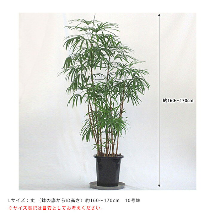 楽天市場】観葉植物 シュロチク L 10号鉢 植物 10号 インテリア 室内 