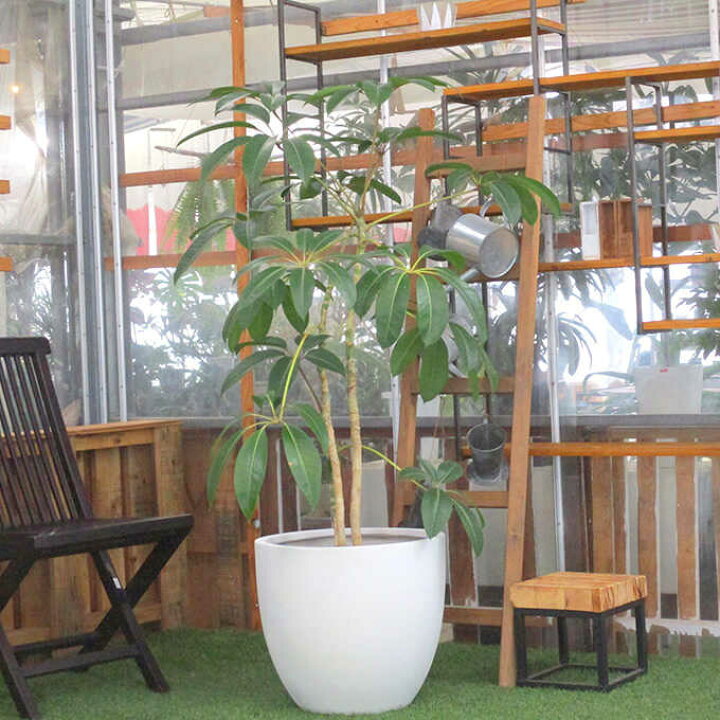 楽天市場】観葉植物 幸せを呼ぶ ツピダンサス L 10号鉢 植物 10号 