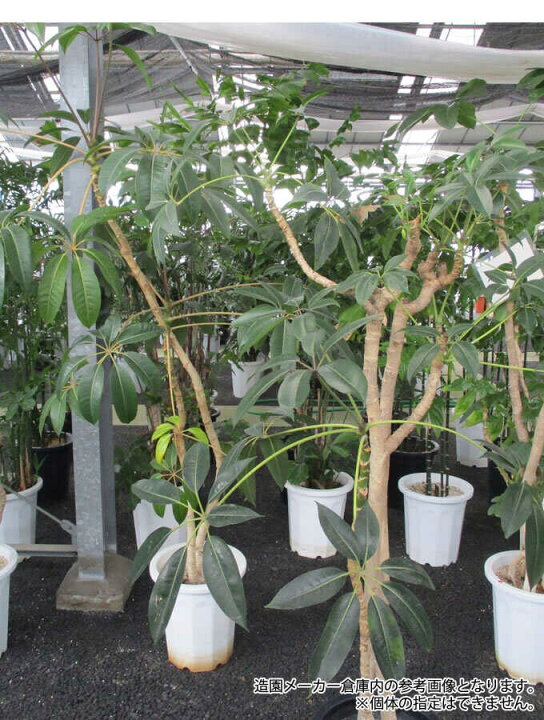 楽天市場】観葉植物 幸せを呼ぶ ツピダンサス L 10号鉢 植物 10号 