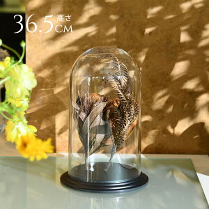 fBXvC |J[{l[g h[^t 36.5cm ɂ   h[ NA RNVP[X KXh[ GAvc eE RNVh[ hCt