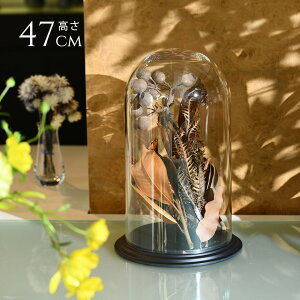 fBXvC |J[{l[g h[^t 47cm ɂ   h[ NA RNVP[X KXh[ GAvc eE RNVh[ hCt