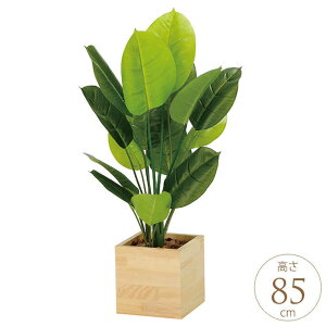 tFCNO[ A ^ Ebh{bNX XL^uTX 85cm lH ϗtA A G} CeA O[   rO ItBX Ɩp ItBX   ҍ 