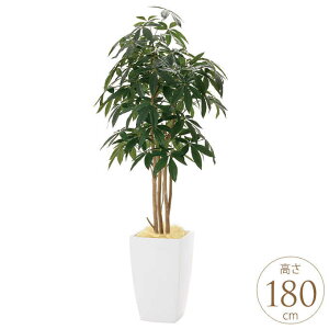 tFCNO[ A ^ ϗtA lH A[oX^C pL 1.8m lHϗt  A G} C zAfqh CeAO[ ^ ItBX@{ 