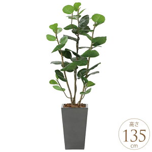 tFCNO[ A ^ ϗtA lH A[oX^C V[O[v 1.35m lHϗt  A G} C zAfqh CeAO[ ^ ItBX@{