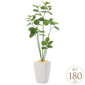 tFCNO[ A ^ ϗtA lH A[oX^C u`Ex[^ 1.8m lHϗt  A G} C zAfqh CeAO[ ^ ItBX